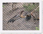 Dierentuin Burgers  Zoo 031 * 3648 x 2736 * (7.47MB)